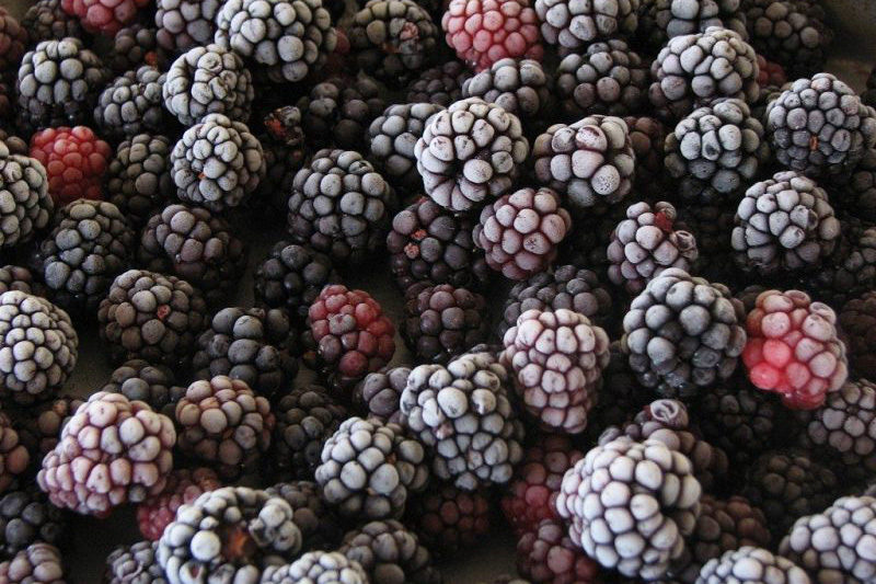 Blackberries