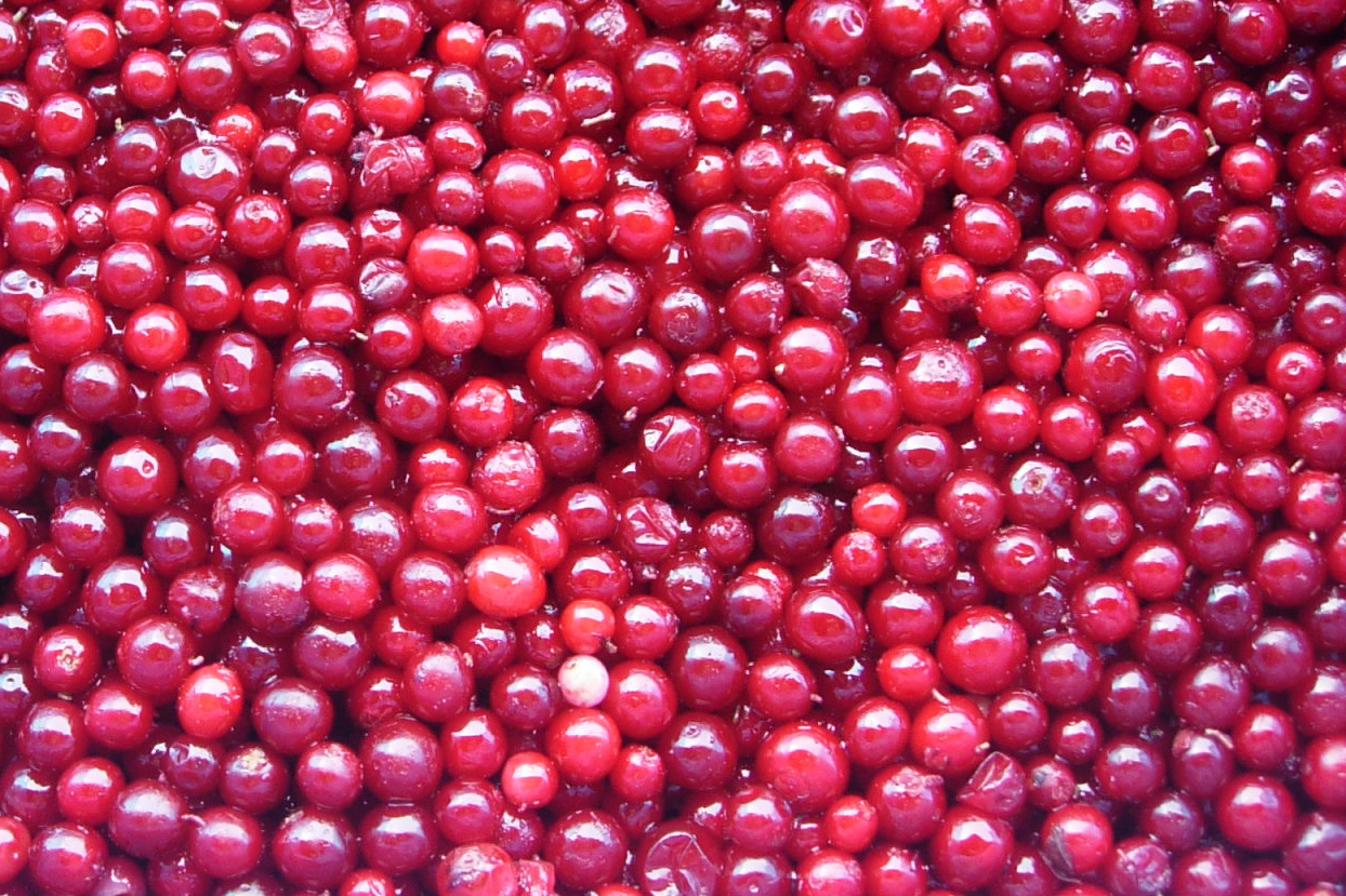 donggang jiaming foodstuff co., ltd.-product