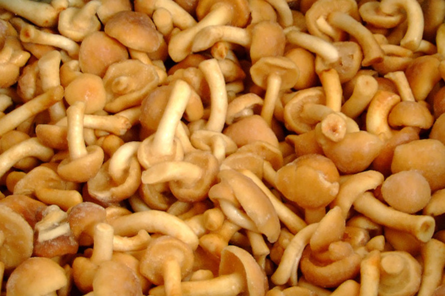 滑子菇B级